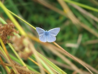 <i class='fa fa-user'></i>&nbsp;Joey Kuipers&nbsp;| Icarusblauwtje&nbsp; <i class='fa fa-eye'>&nbsp;293</i> &nbsp; <i class='fa fa-comment-o'>&nbsp;0</i>