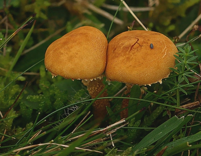 Tijdens het zoeken naar Wasplaten in de heide, kwamen we deze mooie tweeling tegen.
Zag een paar dagen geleden reeds een mooie verschijnen op NP van Herman Berkhoudt daardoor weet ik nu ook de soort.
Bedankt Herman!