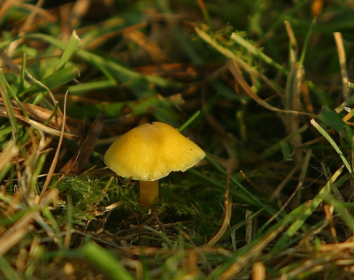 Tijdens een tochtje onder een snerpende NO-wind bemerkte ik in de heide dit gele Wasplaatje.
Ik ben niet zeker of de determinatie klopt?
Misschien weten Herman of Marijke het wel.