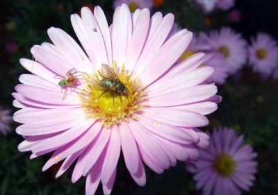 dit is in de tuin van ons moemoe getrokken op een zomerse dag 

hier ziet u een spin en een vlieg