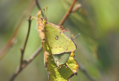 <i class='fa fa-user'></i> Jan Luit | Colias philodice  <i class='fa fa-eye'> 339</i>  <i class='fa fa-thumbs-up'> 1</i>   <i class='fa fa-comment-o'> 1</i>