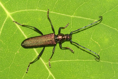 <i class='fa fa-user'></i> Herman Berkhoudt | Muskusboktor  <i class='fa fa-eye'> 131</i>   <i class='fa fa-comment-o'> 3</i>