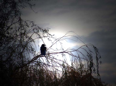 Licht was eigenlijk weg.
Dan maar met wat fantasie er nog iets van proberen te maken.