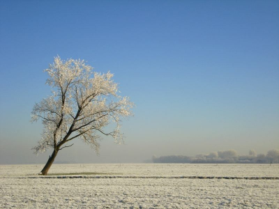 Mijn eerste foto hier, een alleenstaande wilg in de sneeuw