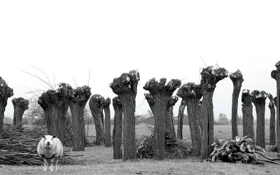 Al jaren is dit n van mijn favoriete stekjes om te fotograferen: 'Den Donck', een klein gehucht in de buurt van Brandwijk (Zuid Holland). Dergelijke taferelen kom je hier tegen...