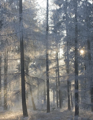 Ik wil graag nog een paar fotos van afgelopen zaterdag laten zien. Hier werd het witte bos prachtig verlicht. Ik heb deze uitsnede uit een origineel dat wel
