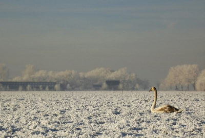 Een jonge knobbelzwaan in het verlaten winterlandschap, ik weet niet echt goed waar ik deze moest plaatsen..