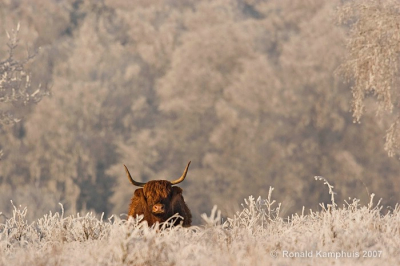 Zaterdag net als vele nederpixers op fotosafari geweest. Met deze weersomstandigheden wil je natuurlijk overal tegelijk zijn.. Ik heb voor de schotse hooglanders bij ons in het 'Witte Veen' gekozen. Met de rijp doet het zijn naam eer aan.