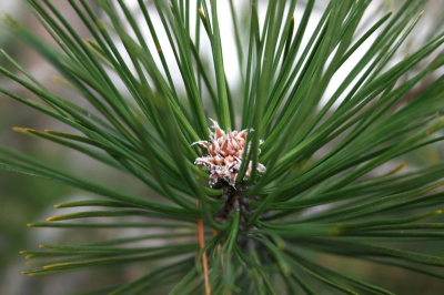 Wat het vlammende uiteinde van deze tak van de grove den is weet ik niet precies, maar ik vond het een mooi contrast zo tegen zijn groene naalden. Maar helaas is de scherpte niet optimaal. Tja, ik moet alles nog leren.