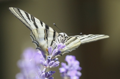 Canon 20D lens 100-400 mm