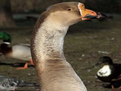 Hij (of zij) zat er zo mooi en parmantig voor.
Genomen bij de Breek in Amsterdam noord.