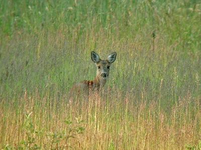 <i class='fa fa-user'></i>&nbsp;Bas de Bruijn&nbsp;| Ree&nbsp; <i class='fa fa-eye'>&nbsp;219</i> &nbsp;<i class='fa fa-thumbs-up'>&nbsp;1</i> &nbsp; <i class='fa fa-comment-o'>&nbsp;1</i>