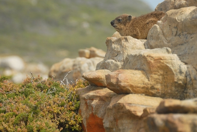 Het is lang geleden dat ik hier een plaatje liet zien. Ik ben meestal zo druk met het gevogelte bezig, dat ik af en toe vergeet dat ik ook andere dieren op de foto heb gezet. Zo ook tijdens mijn 4-weekse vakantie in Zuid-Afrika in november vorig jaar. Klipdassen zijn er op veel manieren op te zetten. Boos, knuffelbaar, lief en zelfs gevaarlijk. Ik heb gekozen voor dit plaatje, omdat hier ook mooi het biotoop op te zien is. Meer plaatjes op mijn site: http://www.pbase.com/corotauria