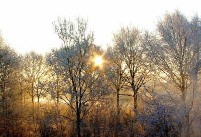 mooi beseeuwde bomen met zon eromheen