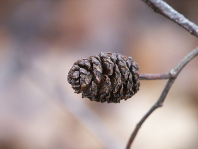 gemaakt met minolta  dimage5  3.3megapixels