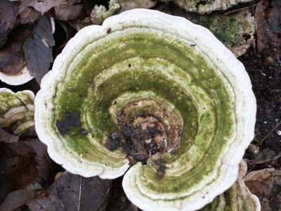 genomen in het bergschebos met een minolta dimage5  3.3megapixel