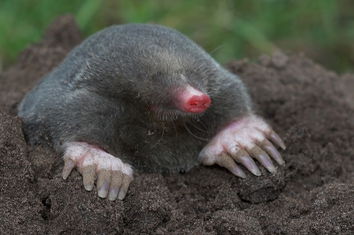 Nature picture: 4. Talpa europaea / Mol / European Mole
