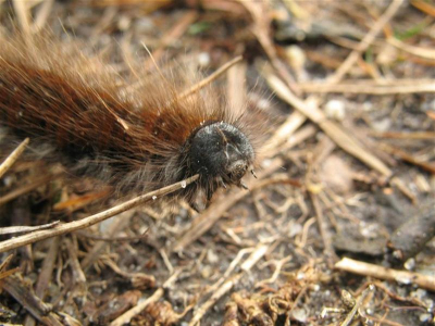 Zondag 6 januari kruiste deze rups ons pad. Ik heeb geen idee wat voor een het is.