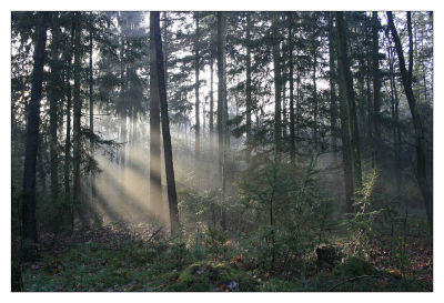 Mij eerste foto op NEDERPIX
Zonlicht door het bos