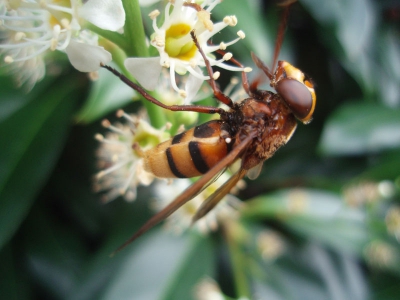 Close-up van de Hoornaarzweefvlieg.