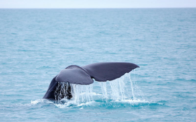 Whale watching werd dik beloond. 23.00 uur 's avonds genomen