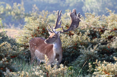 Deze foto is gemaakt in de Amsterdamsewaterleidingduinen.
ongeveer eind van de zomer genomen.
Ik loop er regelmatig en vind dit een prachtig gebied.
Zelf werk ik op landgoed Vogelenzang en dat ligt naast de AWD.

Gr Aad.