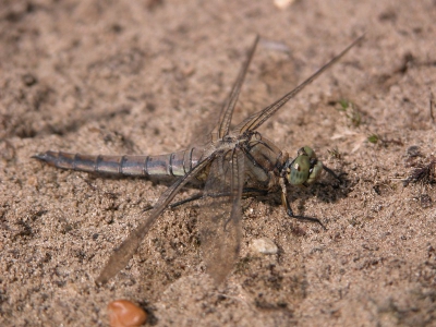 <i class='fa fa-user'></i>&nbsp;The Rocker&nbsp;| Gewone Oeverlibel&nbsp; <i class='fa fa-eye'>&nbsp;114</i> &nbsp; <i class='fa fa-comment-o'>&nbsp;5</i>