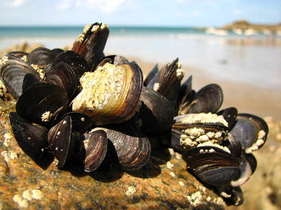 groepje gezellige mosselen