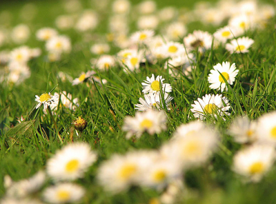 Nogmaals een foto uit de 'achtertuin' (het stukje natuur dat ik zie vanaf mijn balkonnetje), deze keer in het voorjaar.
