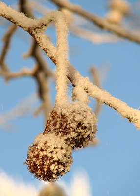 Nog maar een foto van de 22e. Het is ten slotte nog steeds winter...