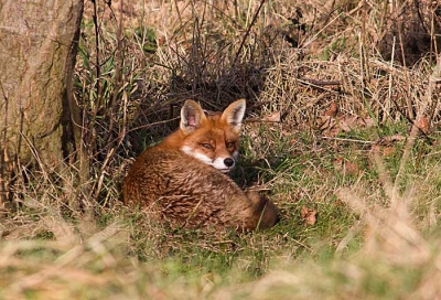 Een toevallige ontmoeting met een vos
Een eerste keer voor mij, heel spannend om mee te maken.
Geschoten op 500mm met de 40D.Ik ben benieuwd wat jullie er van vinden