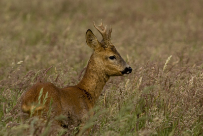 Mijn eerste foto op nederpix ! Deze reebok had meer aandacht voor de 2 reegeiten vlakbij dan voor mij , zo kon ik hem vanuit een berkenbos besluipen tot op zo'n 20 meter .