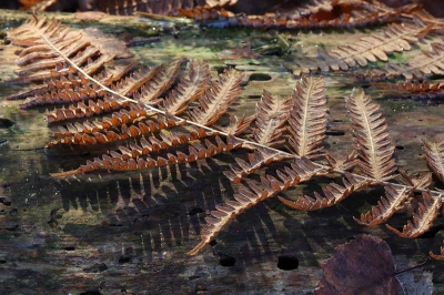 Mini herfstlandschap met in het middelpunt een blad van een Adelaarsvaren.