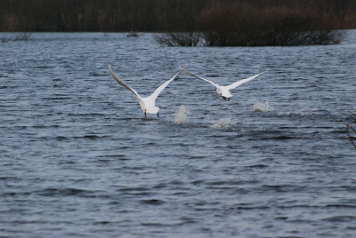 Tween zwanen die opsteigen uit het water. Is vroeg in de ochtend geschoten.
