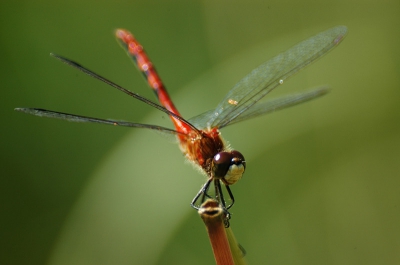 <i class='fa fa-user'></i>&nbsp;Jan Luit&nbsp;| Sympetrum obtrusum&nbsp; <i class='fa fa-eye'>&nbsp;115</i> &nbsp;<i class='fa fa-thumbs-up'>&nbsp;1</i> &nbsp; <i class='fa fa-comment-o'>&nbsp;1</i>