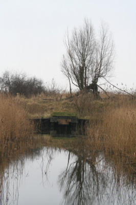 Fluitbos landschaps foto op deze bewolkte dag geen zonnestraaltje te bekennen.