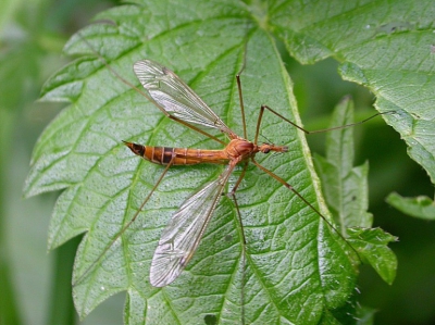 <i class='fa fa-user'></i> Gerard Pennards | Tipula lunata  <i class='fa fa-eye'> 75</i>   <i class='fa fa-comment-o'> 0</i>