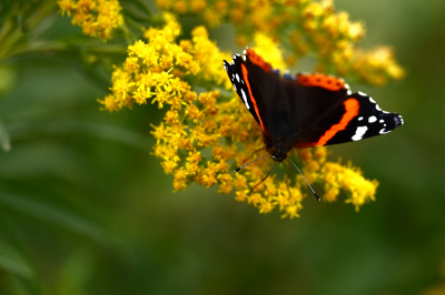 Tijndens een bezoek had ik me macro lens voor eerst gebruikt. Toevallig kwam ik deze tegen en hij gaf me genoeg tijd om foto's te maken. Hij bleef rustig zitten.
De rest van de foto's zijn te zien op www.lutfiuzun.nl van tiengemeten.