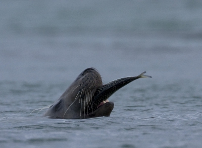 Ik zat beneden aan de spuikom Eiders te fotograferen, hoor ik opeens vlak naast me lucht uitblazen.
Lag deze jongen 4 meter naast me in het water, veel te dichtbij voor de 500mm + 1.4 converter....
Een tijdje later deze foto kunnen maken, voor het mooie te ver weg en somber weer.
Een makreel stond deze keer op het menu.
Dit is een forse crop ongeveer 25% van het orgineel.