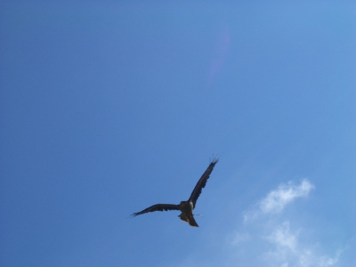 Mooie vluchten tijdens roofvogelshow. weet helaas niet welk soort dit is ;-)

ps: door het verkleinen is de foto misschien wel ruizig geworden? van +- 2000 pixels naar 800...