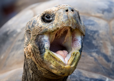 Mijn eerste foto op nederpix, eentje van onze vakantie afgelopen jaar. We zijn in de hooglanden op zoek gegaan naar de reuzenschildpad in een natuurreservaat. Een ontmoeting met deze dieren was een van de hoogte punten van onze vakantie.