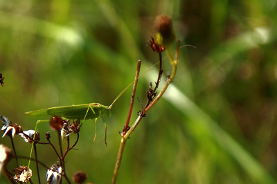 Afgelopen zomer de grote groene sabelsprinkhaan tegen gekomen in de Rucphense Bossen. Van de meerdere foto's is maar eentje gelukt.