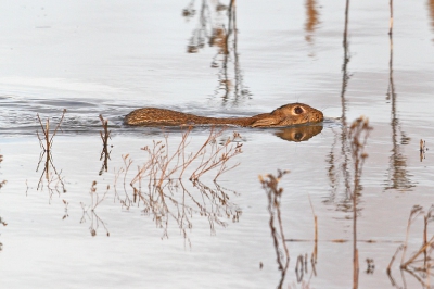 Waterhaas