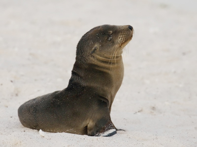 Deze pelsrob zat te wachten tot dat de zon op kwam, maar wij mochten niet langer op het eiland blijven (gelukkig strenge regels!), en dus maar een foto genomen in het "blauwe uurtje". Hij ging er wel even voor zitten.
Als iemand de wetenschappelijke naam weet, dan laat maar weten.