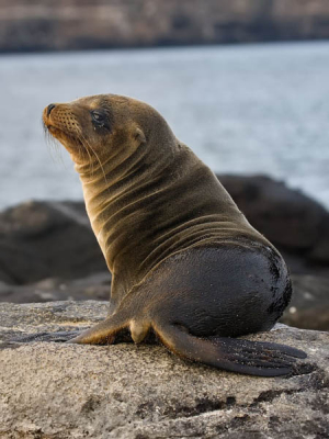 In de korte tijd dat je op een eiland mag zijn, moet je ook geluk hebben met de aanwezigheid van zonlicht en de pose van de pelsrob. Deze was aan het genieten van de zon die net doorbrak.