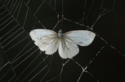 <i class='fa fa-user'></i>&nbsp;henkdikkers&nbsp;| Klein Geaderd Witje&nbsp; <i class='fa fa-eye'>&nbsp;234</i> &nbsp; <i class='fa fa-comment-o'>&nbsp;3</i>