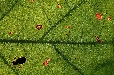 Vaak is de structuur van blad heel mooi te zien tegen de zon. Hierbij  de foto die gemaak is Boekesteyn.