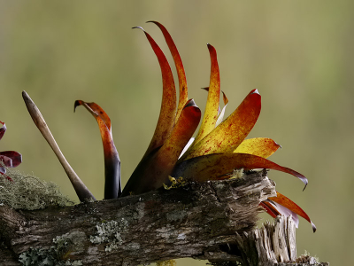 De bromelia's waren volop aanwezig in het regenwoud. Een prachtig gezicht, zoals deze "parasieten" hier groeien.