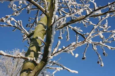 besneeuwde boom tegen blauwe lucht.
canon 350D, sigma lens