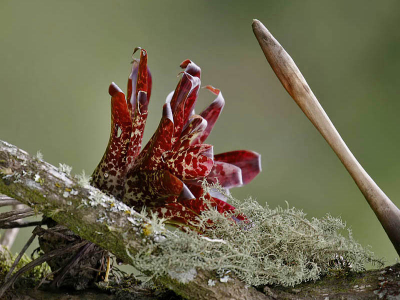 Nog een van de bromelia's die we gezien hebben. Het was vrij lastig om deze vast te leggen zonder een storende achtergrond in de druk begroeide omgeving